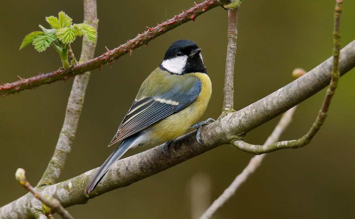 GreatTit_J4X0590