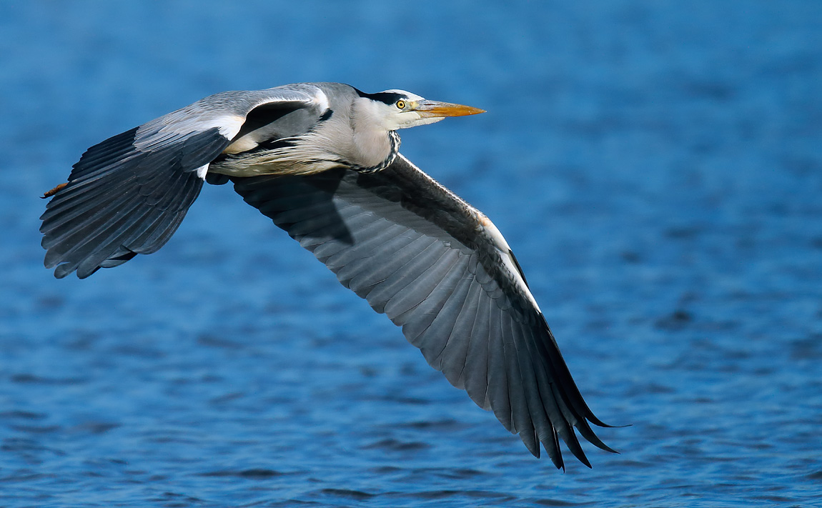 Grey Heron_J4X1187
