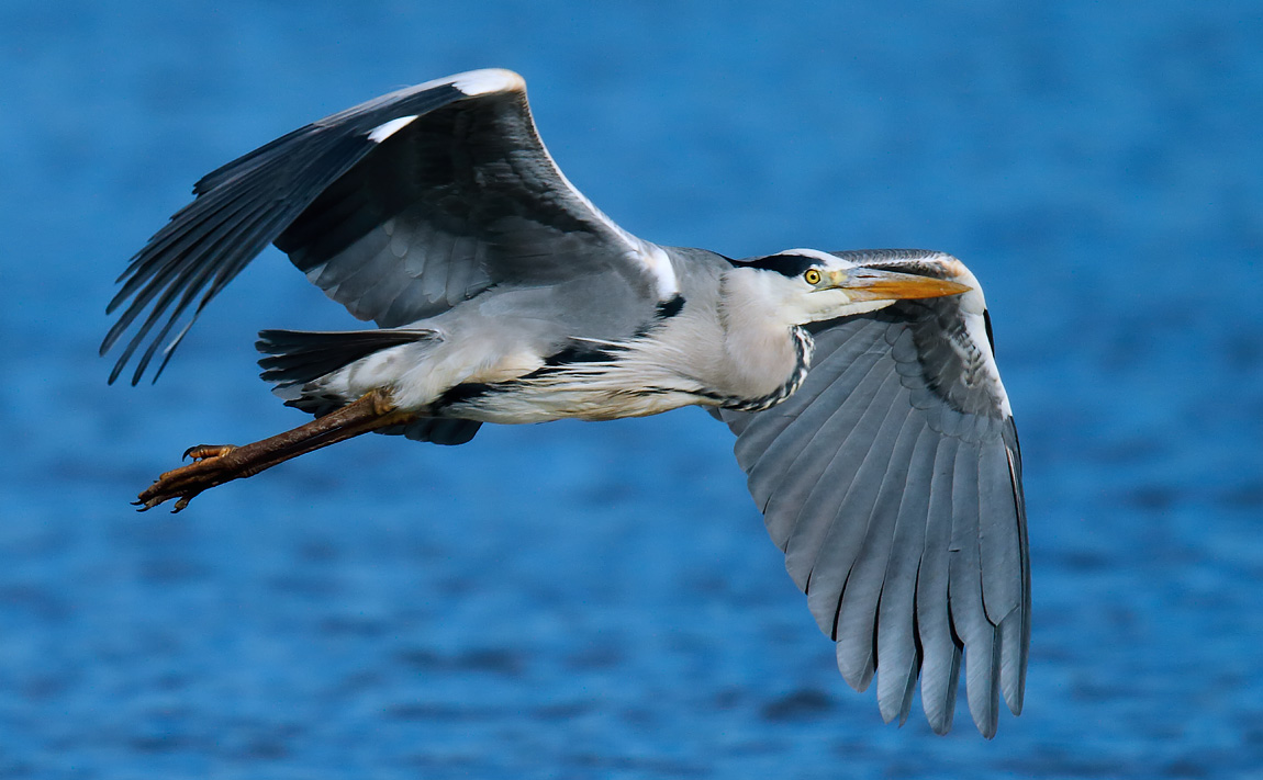 Grey Heron_J4X1188