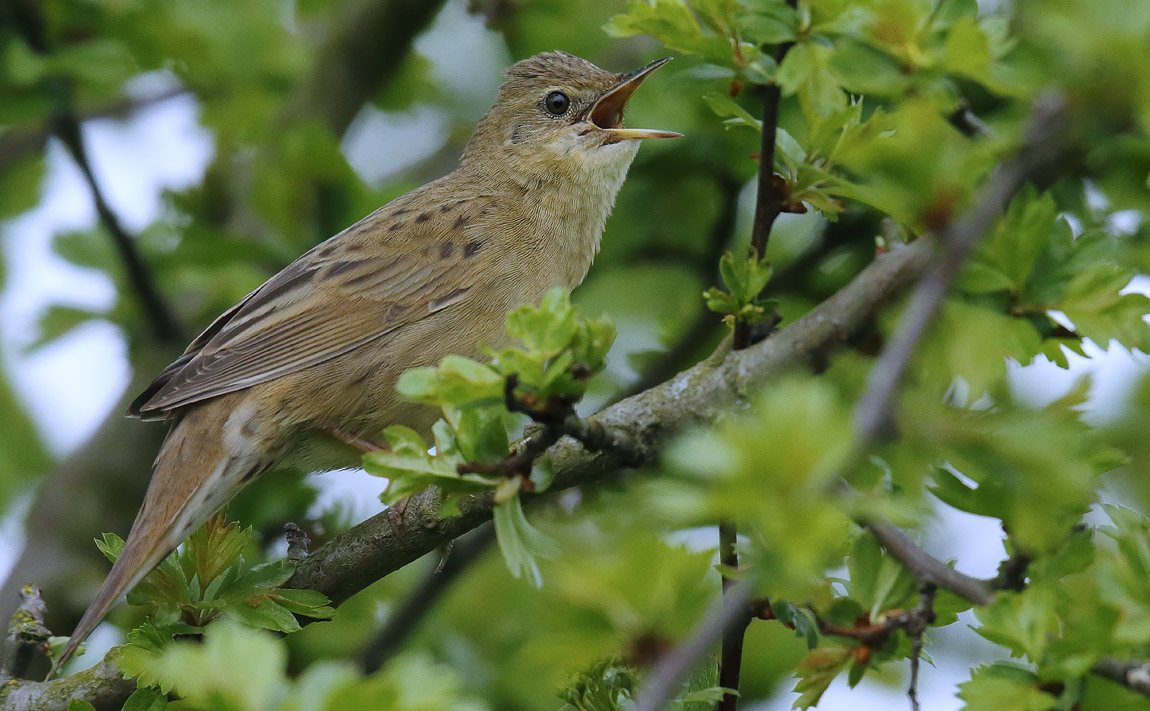 Gropper2_J4X1083
