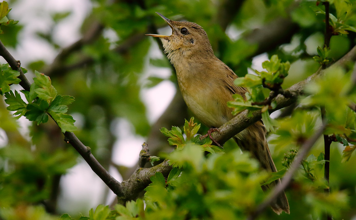 Gropper3_J4X1114