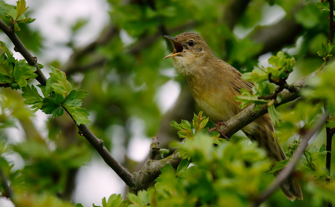 Gropper_J4X1108