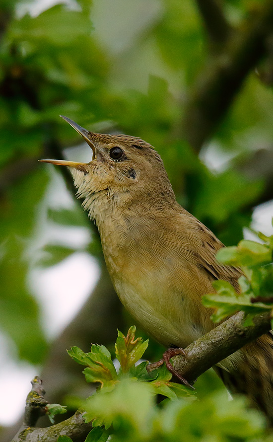 Gropper_J4X1114