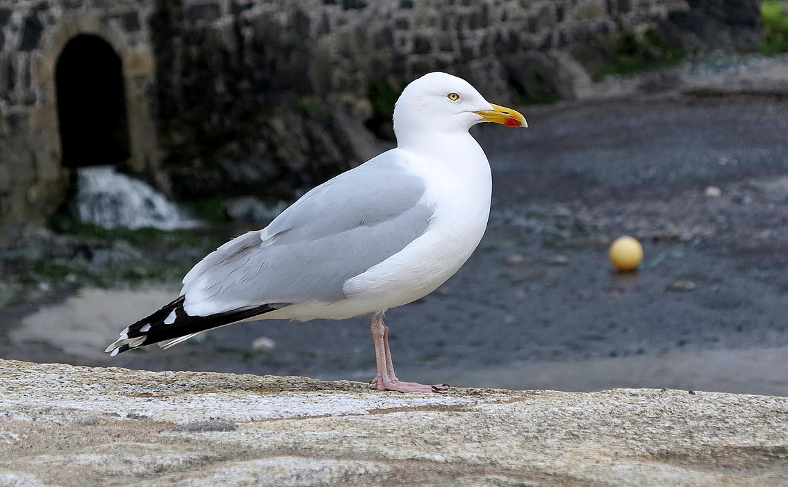 Herring Gull 20891108