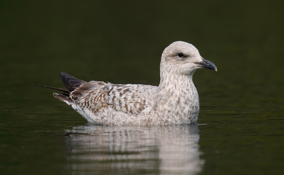 Herring Gull _J4X0176