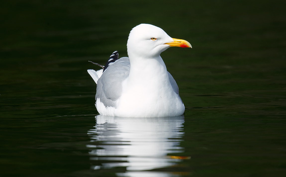 Herring Gull _J4X0204