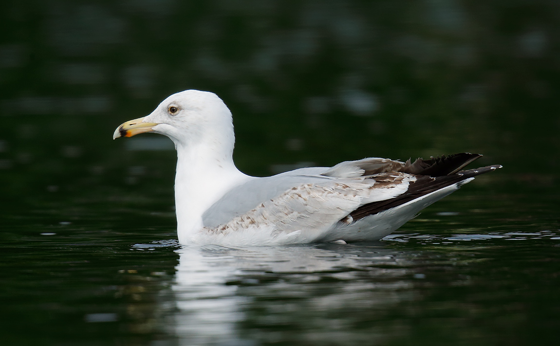 Herring Gull_J4X0174