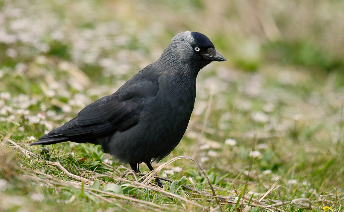Jackdaw_J4X0258