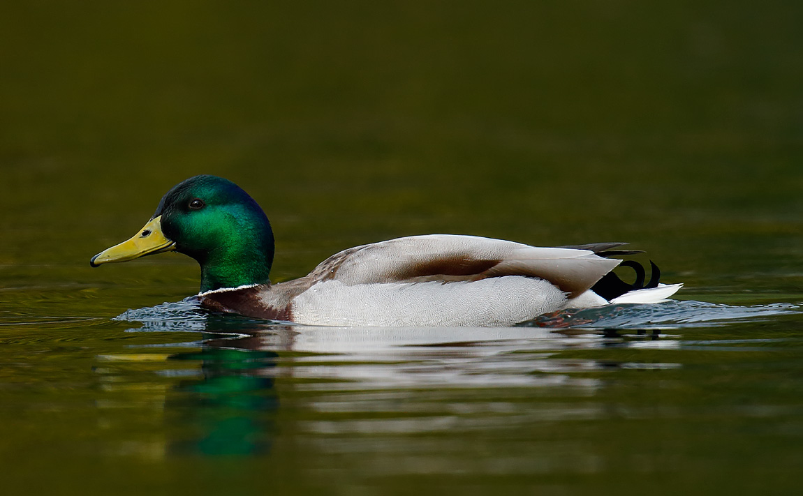 Mallard_J4X0155