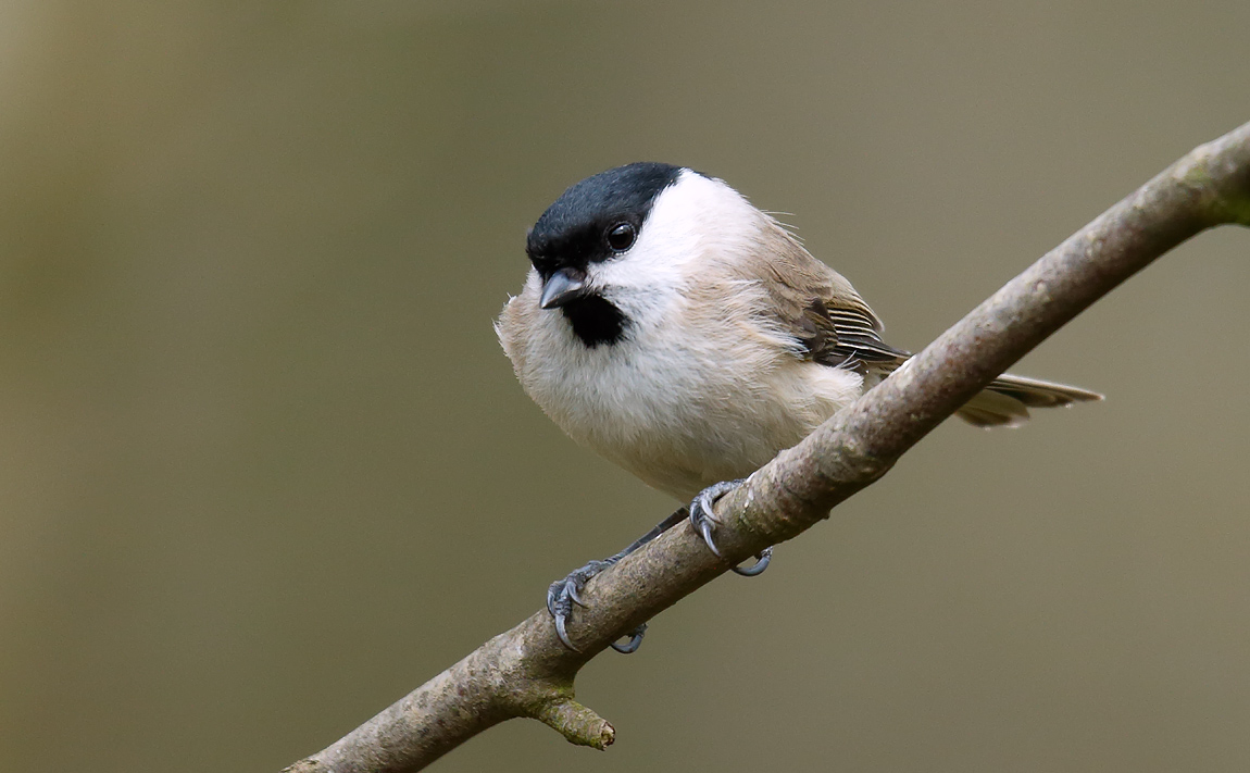 Marsh Tit_J4X0693