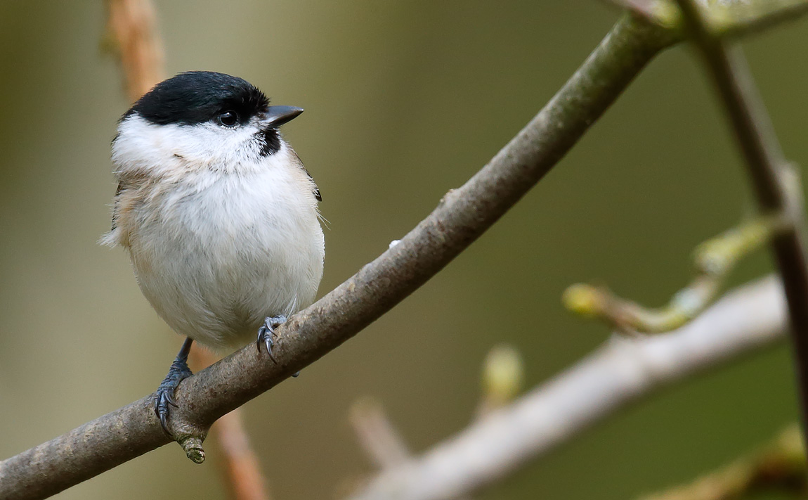 Marsh Tit_J4X0706