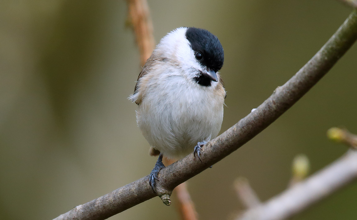 Marsh Tit_J4X0712
