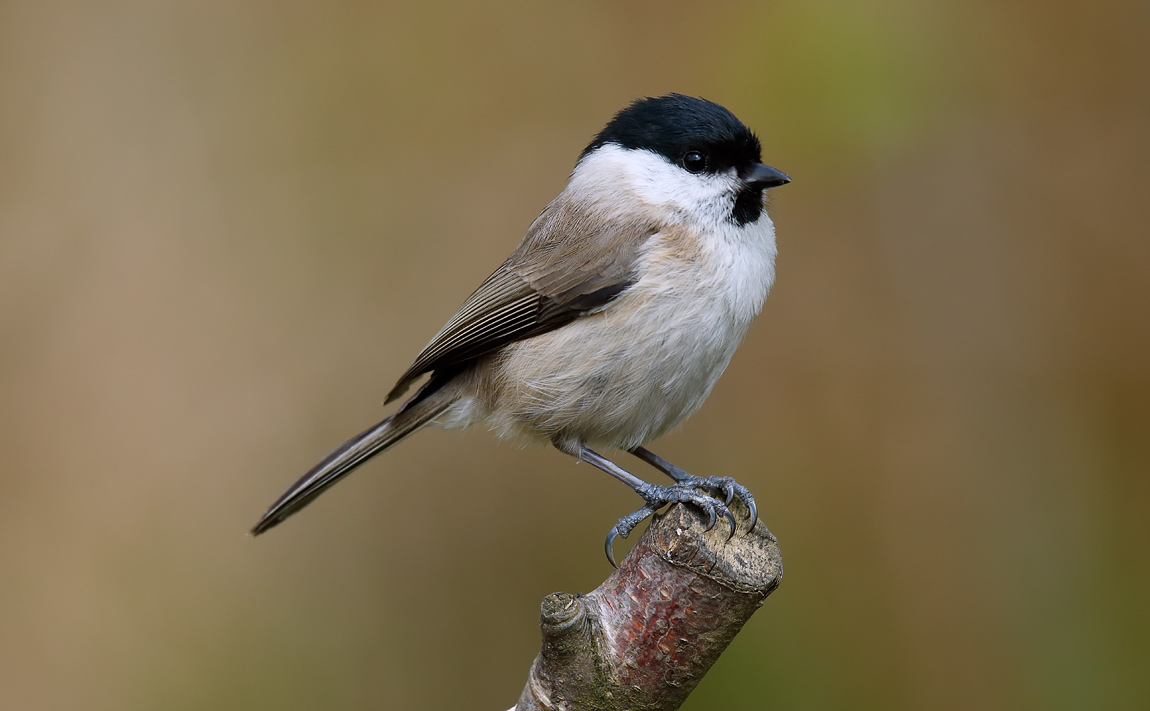 Marsh Tit_J4X0869