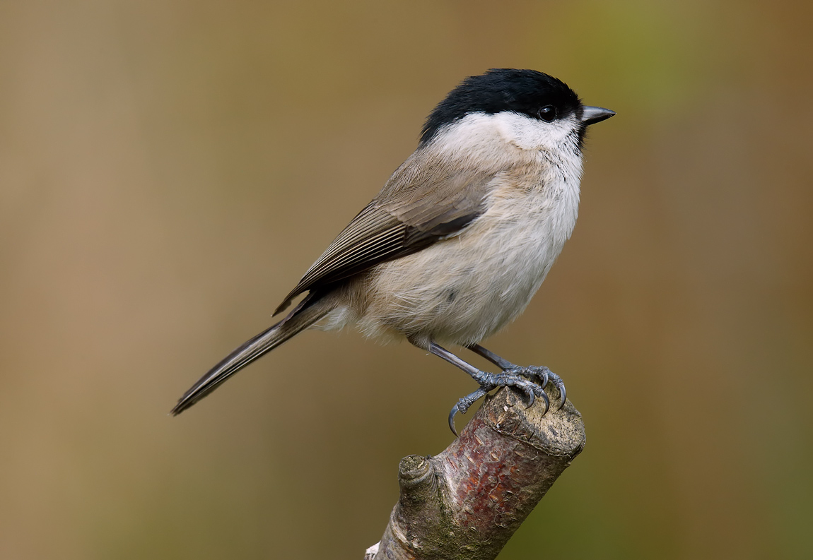 Marsh Tit_J4X0871