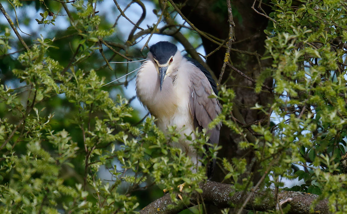 Night Heron_J4X1272