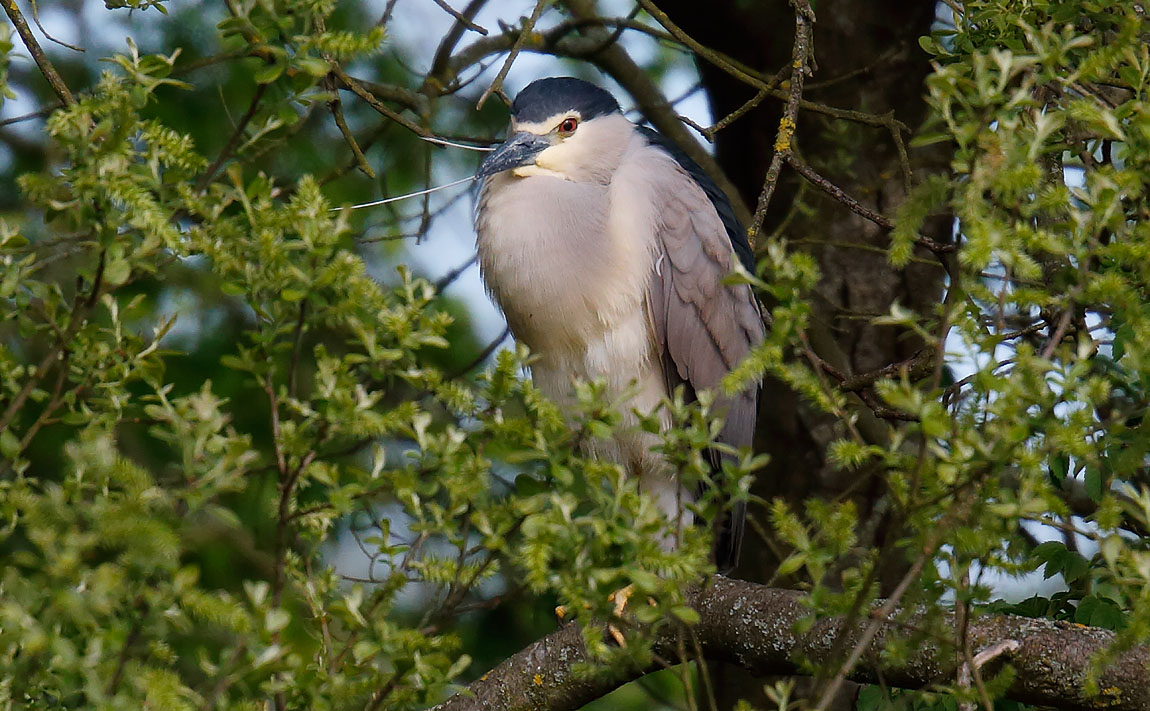 Night Heron_J4X1303