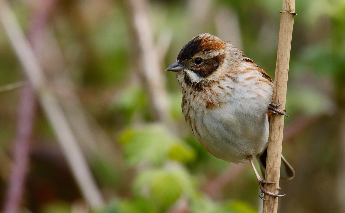 Reed Bunt_J4X0842