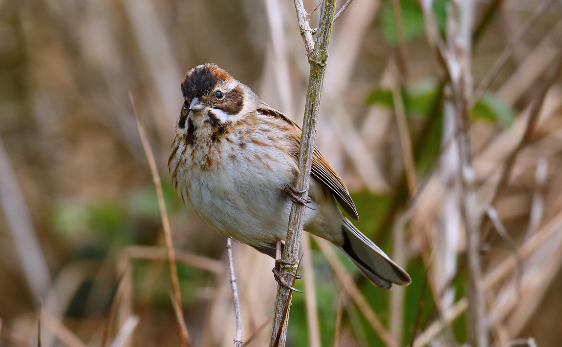 Reed Bunting_J4X0655