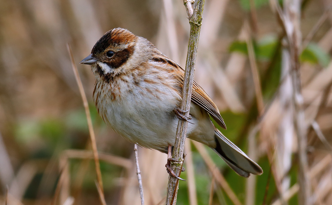 Reed Bunting_J4X0658