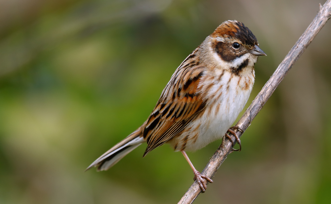 Reed Bunting_J4X0761