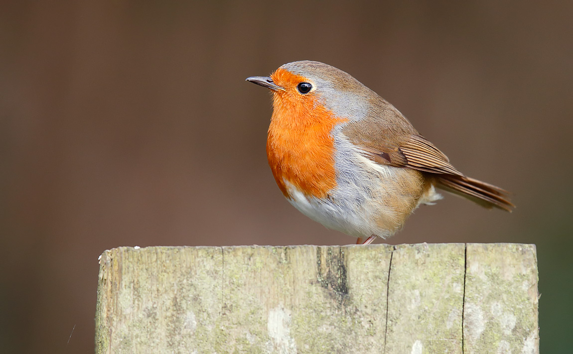 Robin_J4X0120