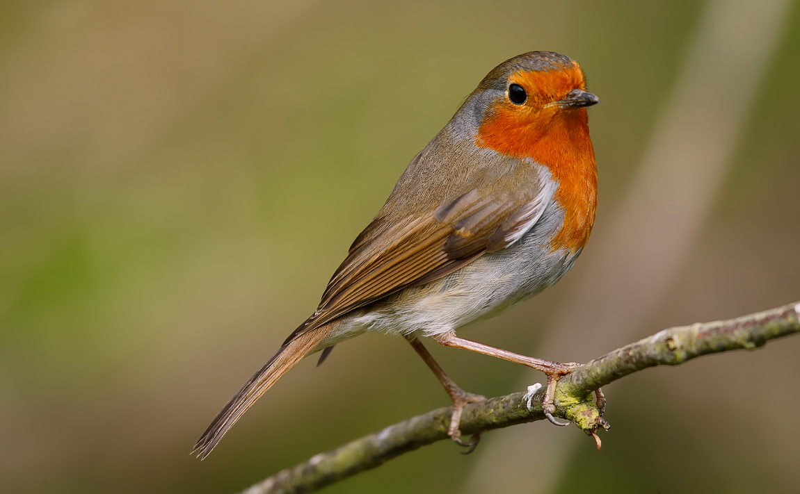 Robin_J4X0852
