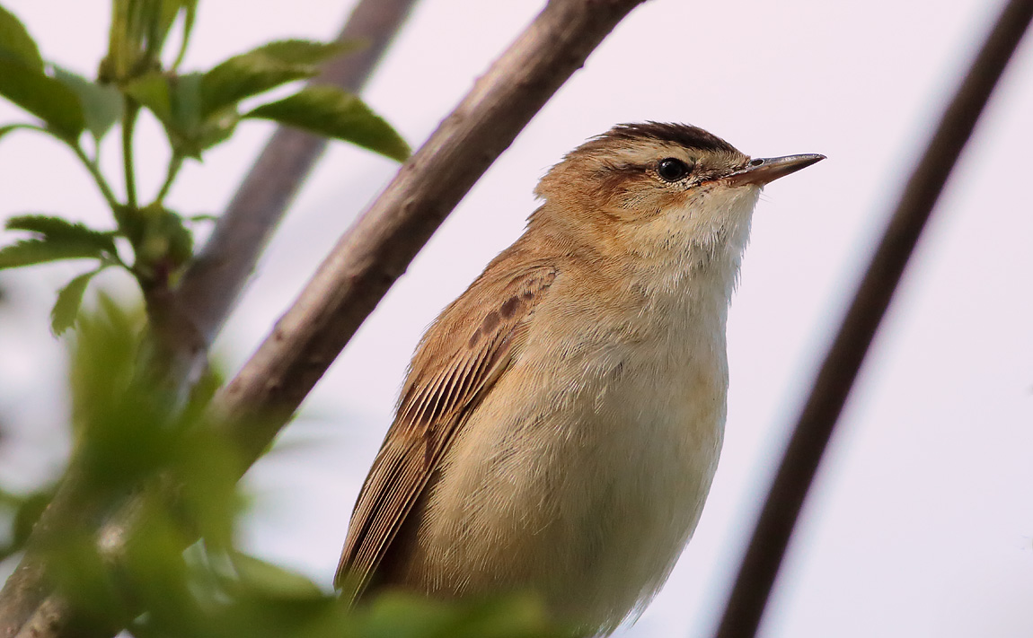 Sedge Warbler_S1Q7890