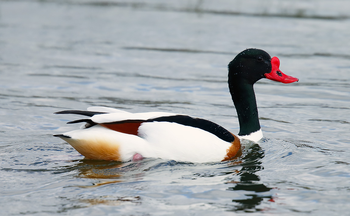 Shelduck_J4X0280