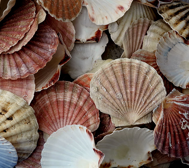 Shells 20851107