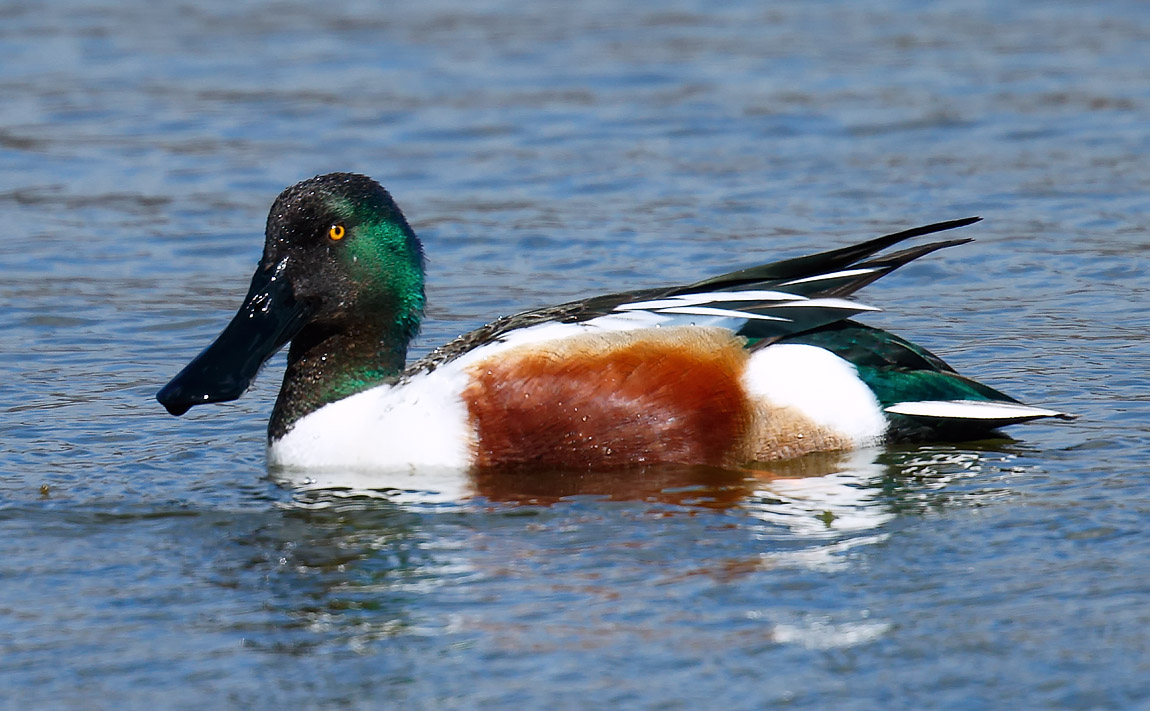 Shoveler_J4X0310