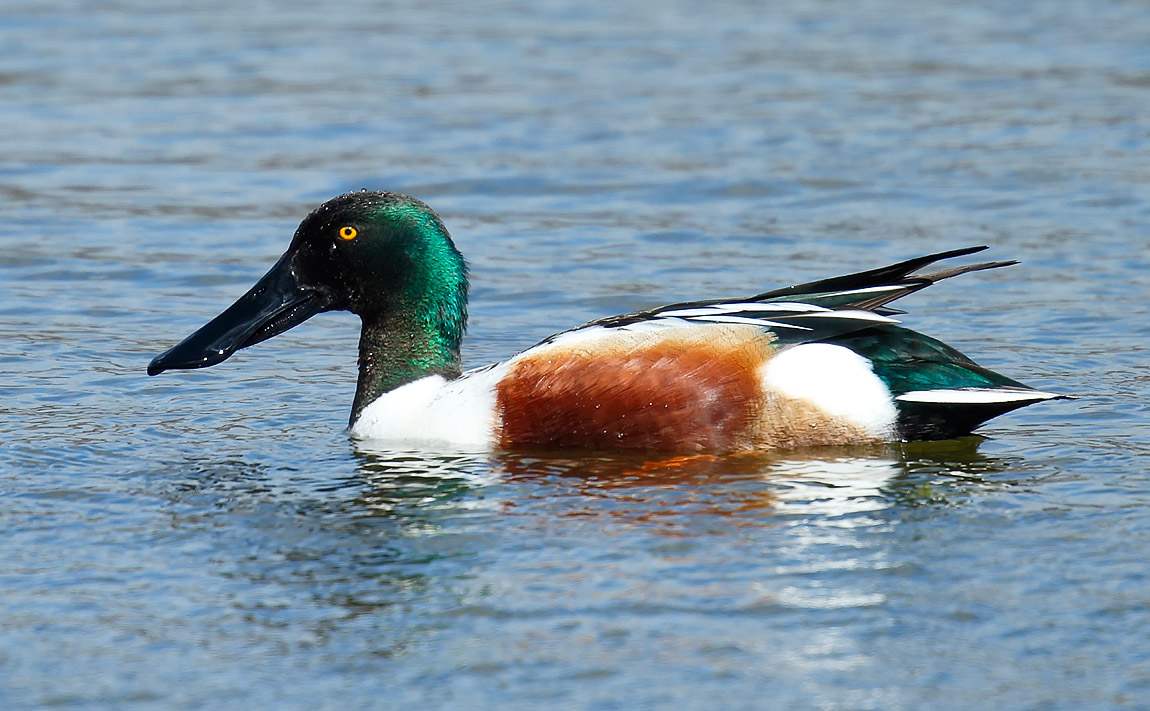 Shoveler_J4X0314