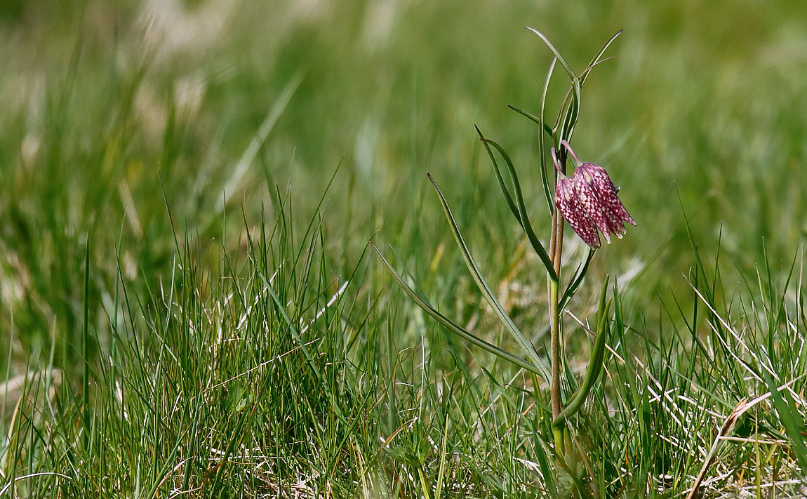 Snakeshead Fritillary_J4X0429
