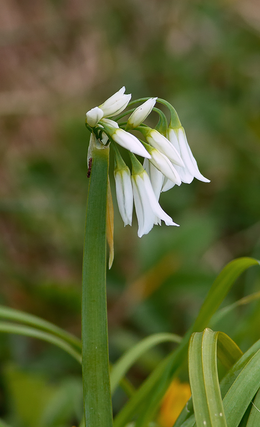 Three-cornered Garlic_S1Q7688