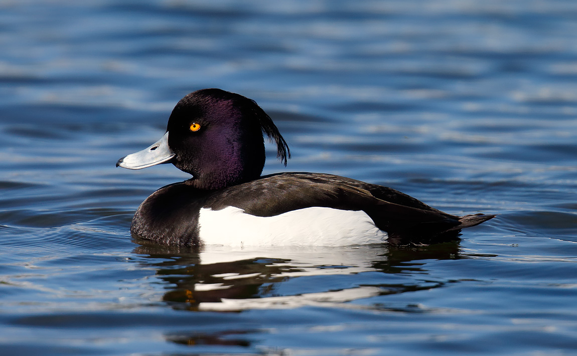Tufty_J4X1359