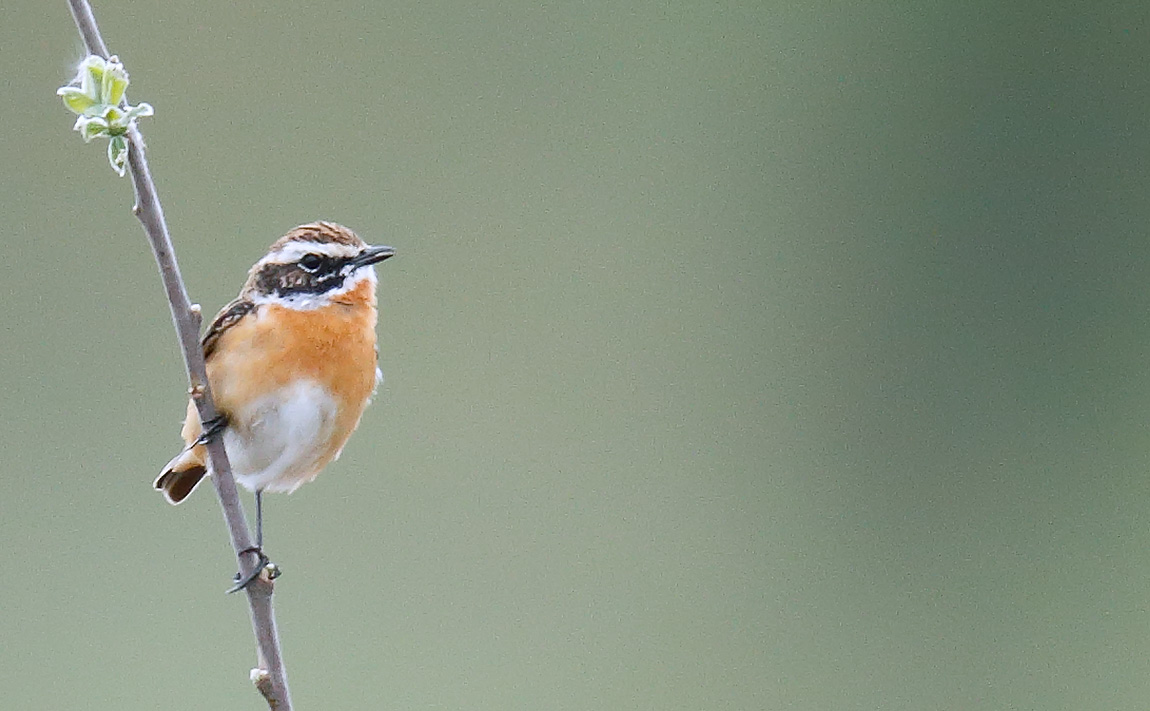 Whinchat_J4X0490