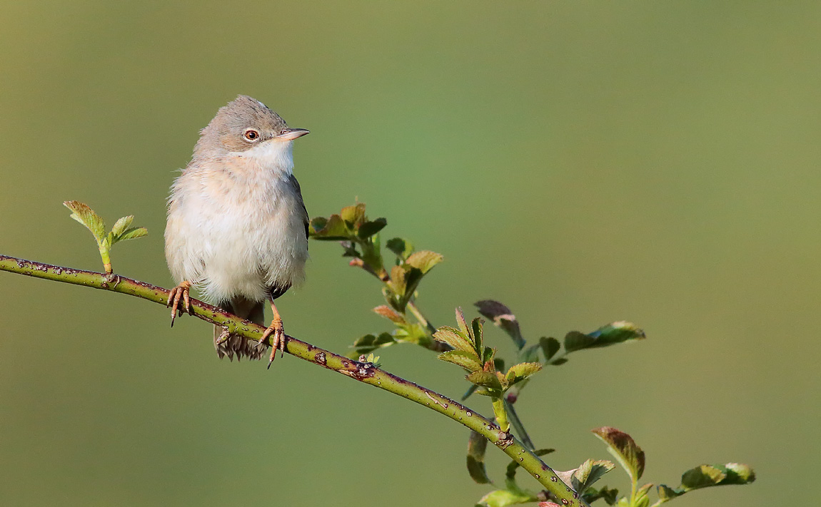 Whitethroat_S1Q7867