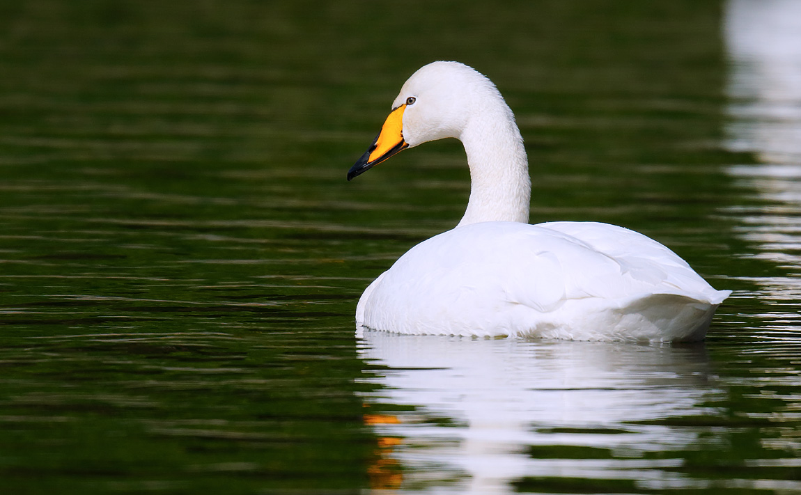Whooper Swan_J4X0231