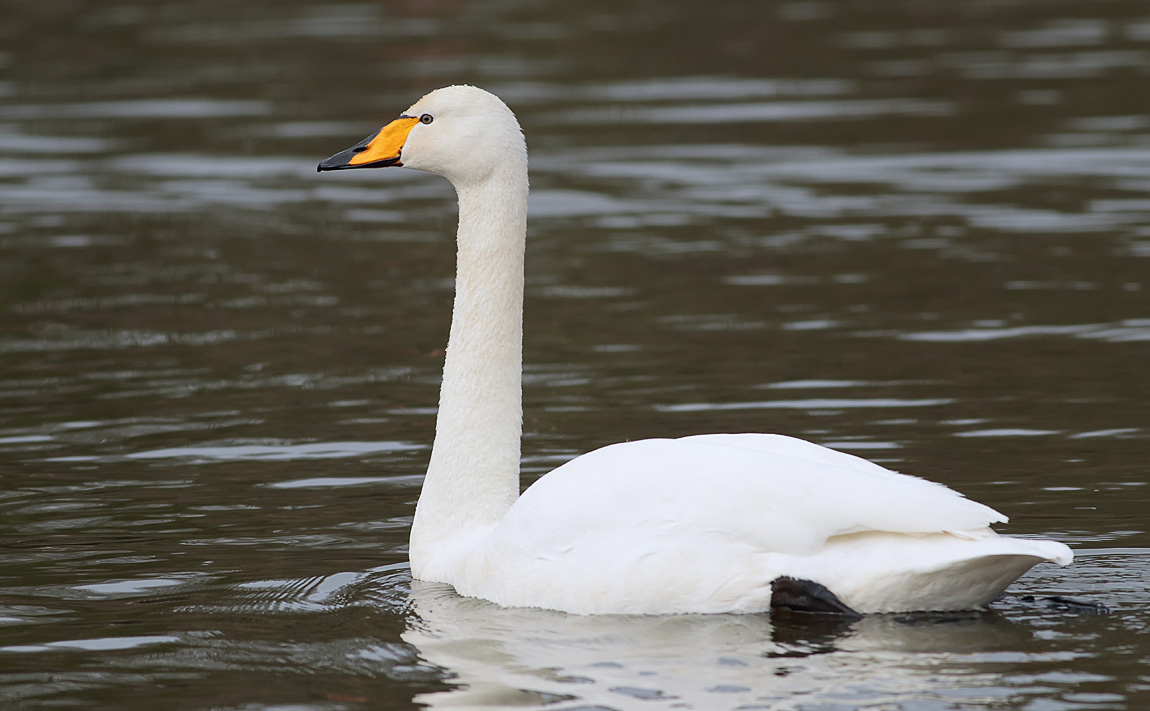 Whooper Swan_S1Q7715