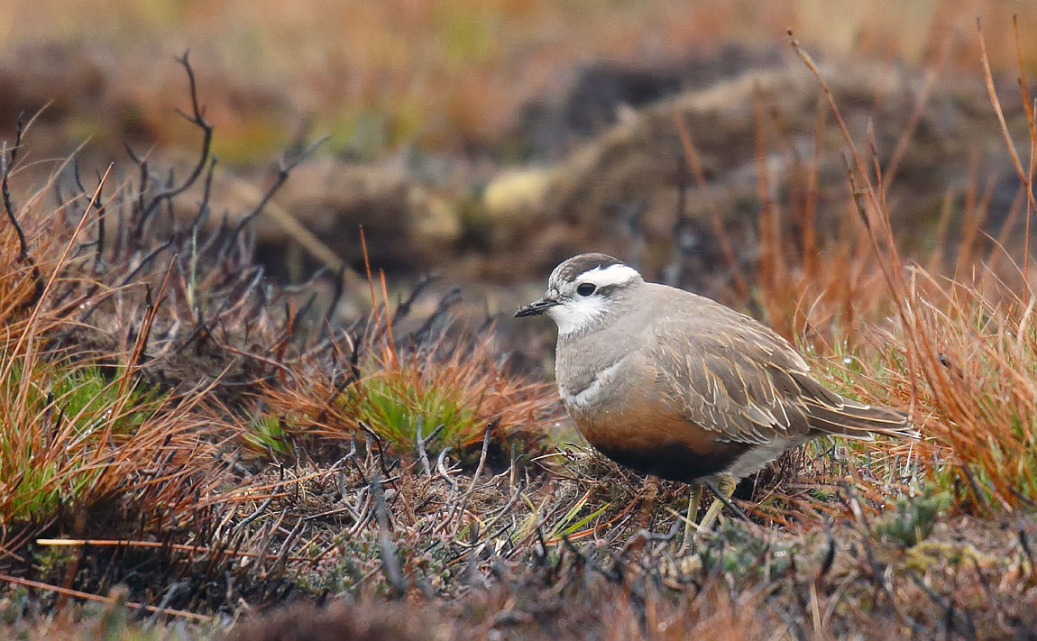 Dotterel_J4X2487