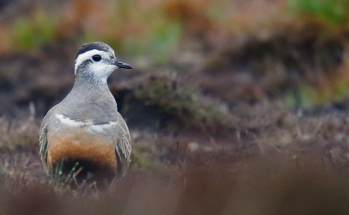 Dotterel_J4X2586