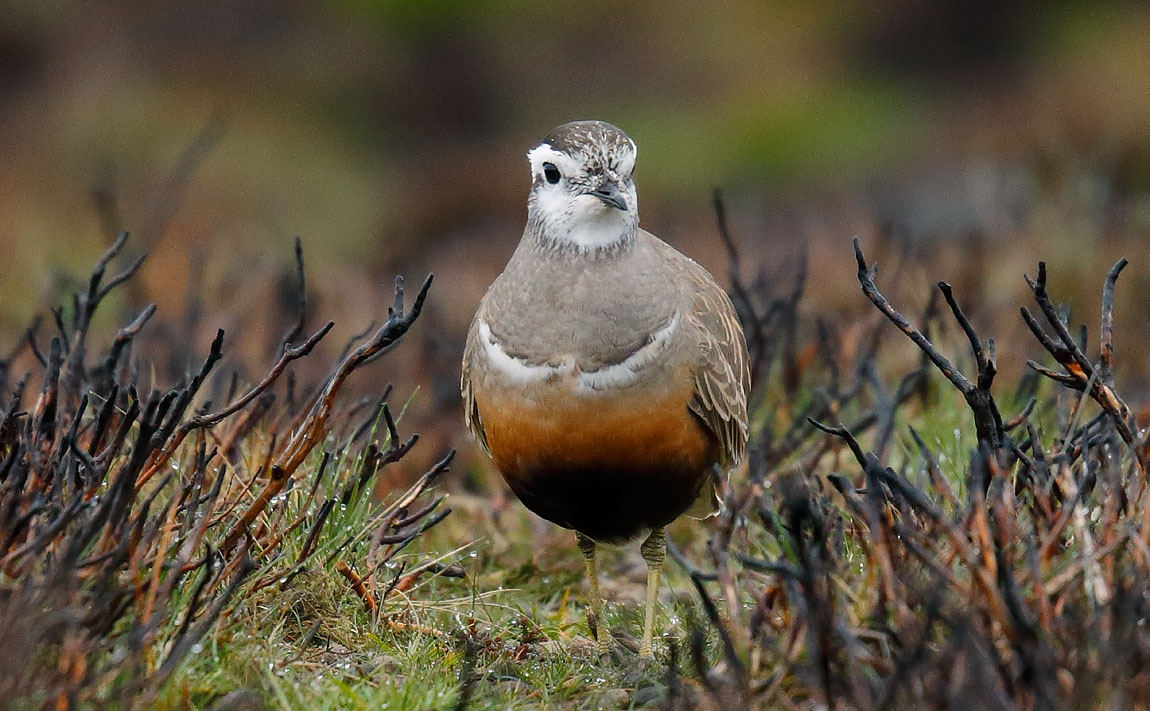 Dotterel_J4X2609