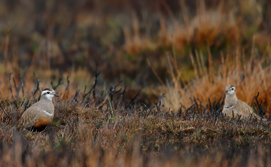 Dotterel_J4X2643