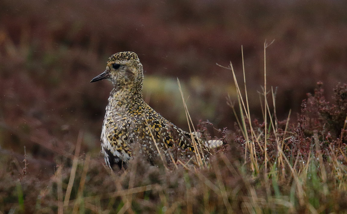 Golden Plover_J4X2543
