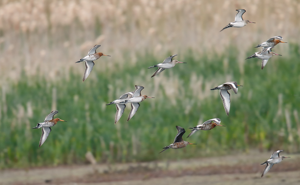 Hudsonian Godwit_J4X1478