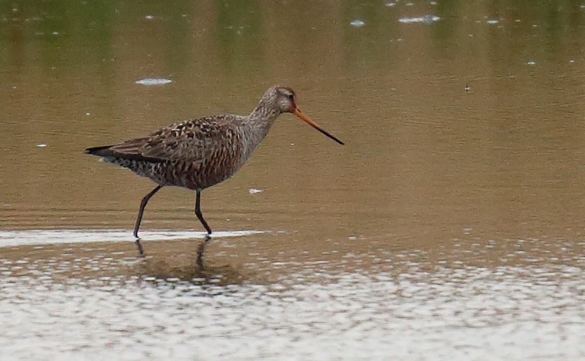 Hudsonian Godwit_J4X1874