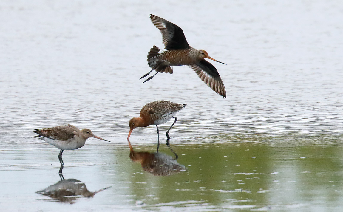 Hudsonian Godwit_J4X1971