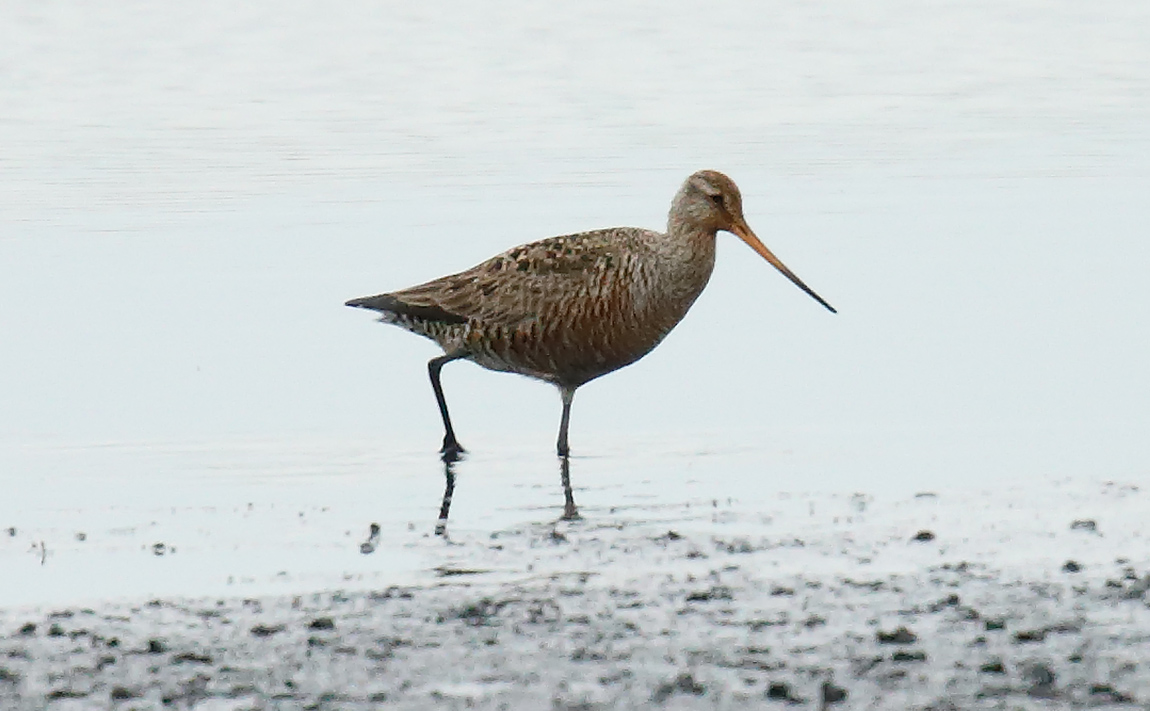 Hudsonian Godwit_J4X2050
