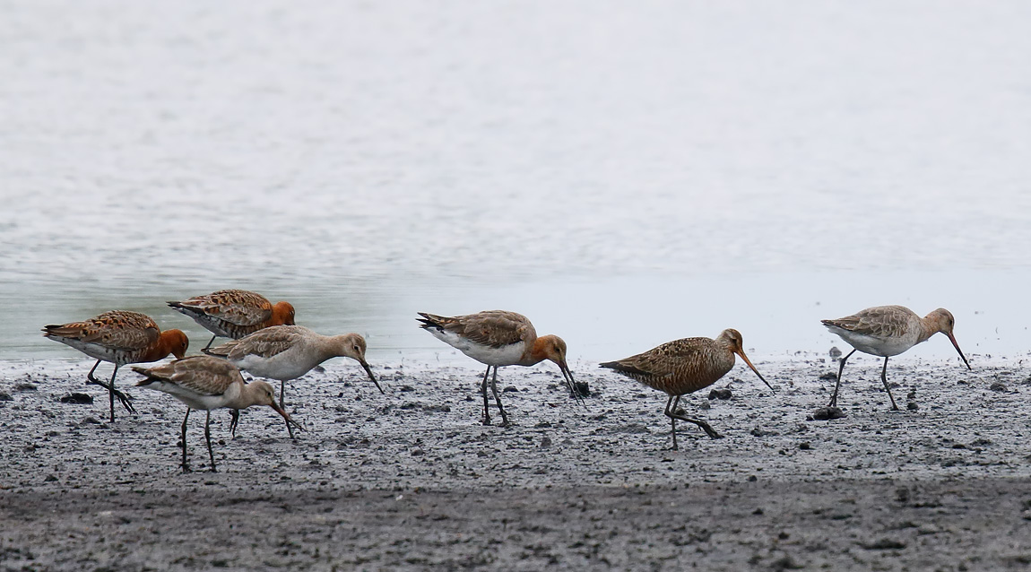 Hudsonian Godwit_J4X2069