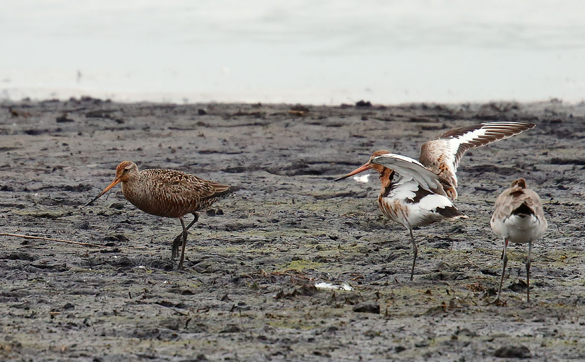 Hudsonian Godwit_J4X2084