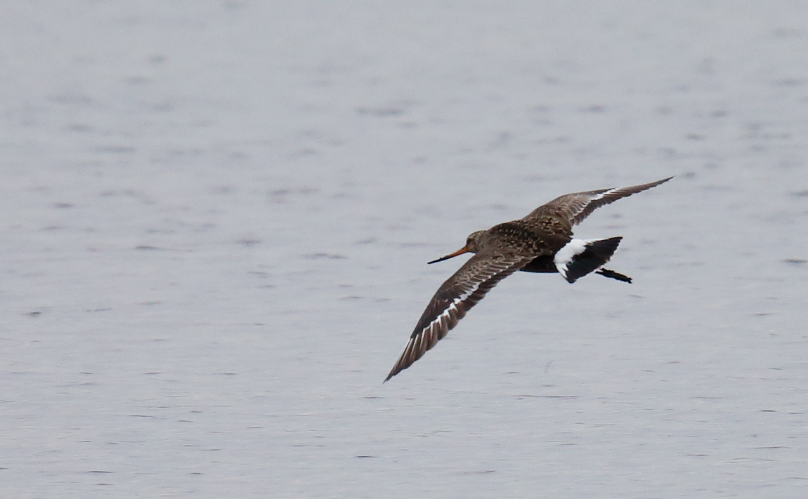 Hudsonian Godwit_J4X2114